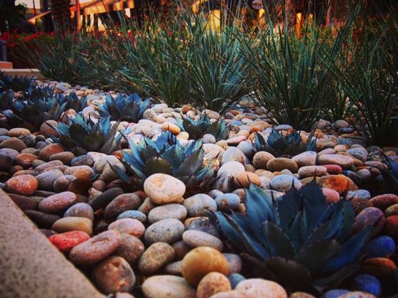 Succulent Planting at The Gardens on El Paseo [Photo]