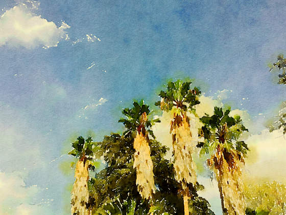 Palms and Sky, Palm Desert, California [Watercolor]