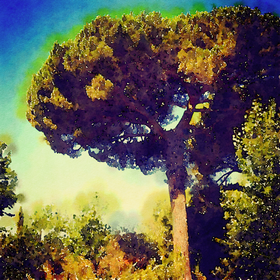 Stone Pine, Parco dell’Etna, Sicily, Italy