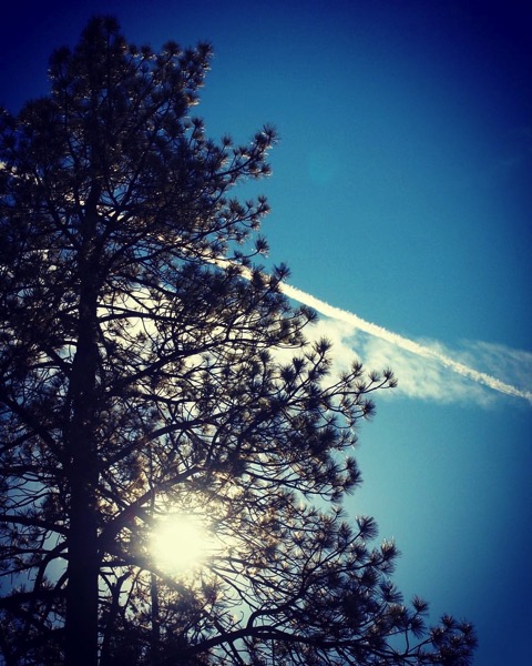 Pines, Sky and Sun [Photo]
