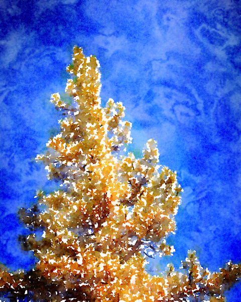 Pine Tree and Sky [Watercolor]