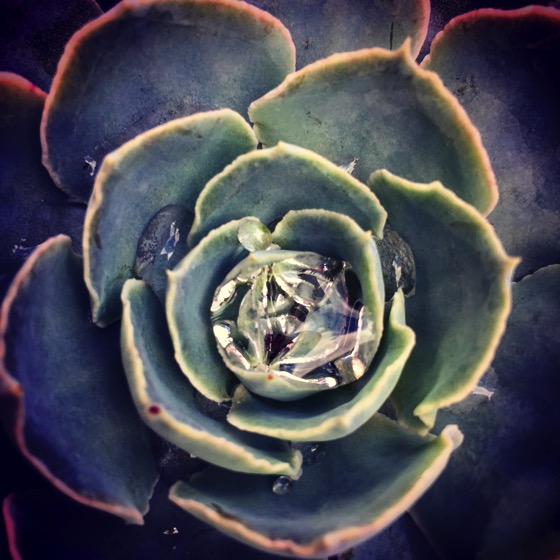 A succulent collects rain water