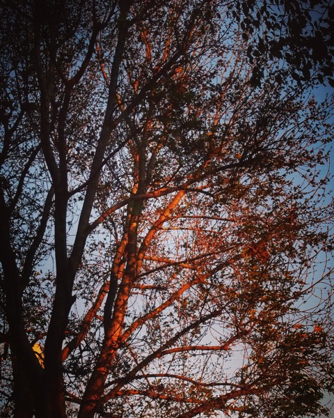 Sunset on the Ash Tree