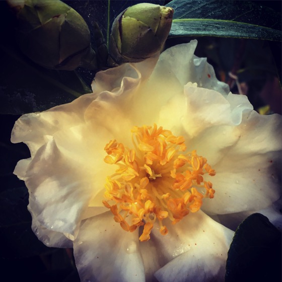 White and Yellow Camellia Flower and Buds