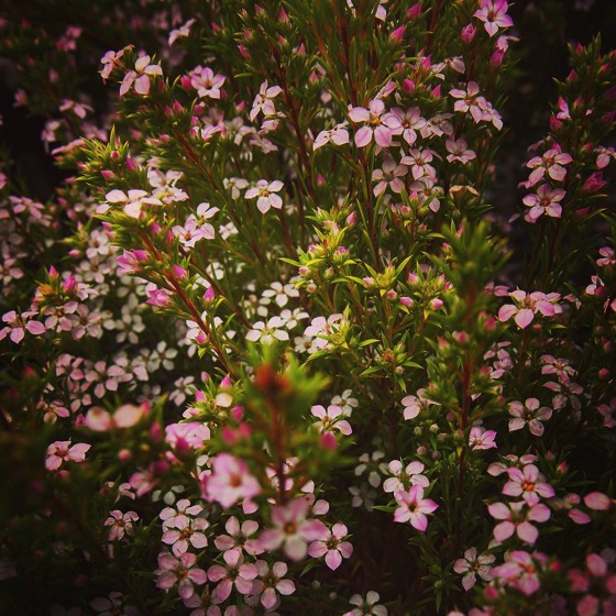 Coleonema Flowers