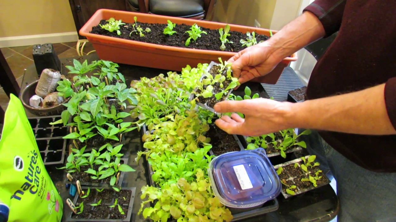 On YouTube: Over-Seeding Method for Loose Leaf Lettuce Transplants: The Whole Process!