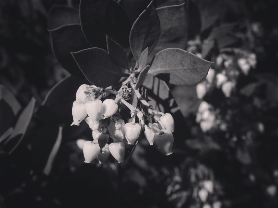 Manzanita flowers in black & white