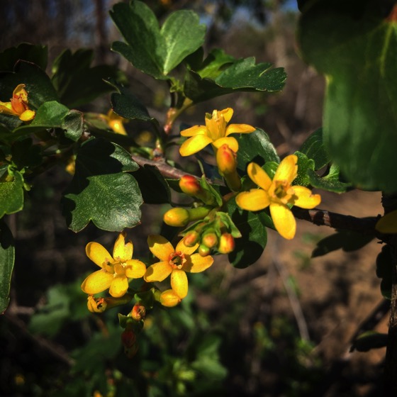 Small yellow flowers, Sepulveda Basin Wildlife Area