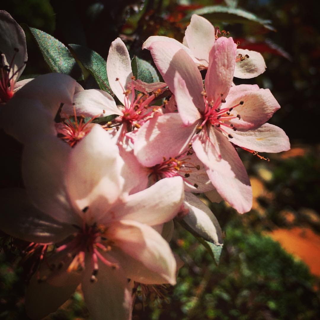 Cherry Blossoms – Sakura