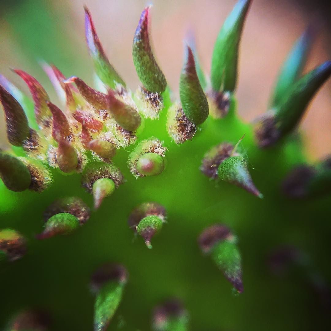 Prickly Pear Macro
