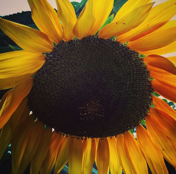 Sunflower closeup from neighbor’s yard via Instagram