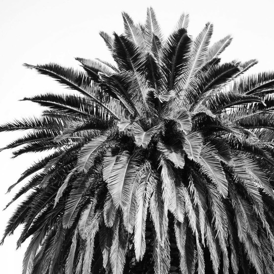 Palm Tree in black and white