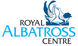 Little Blue Penguin (Eudyptula minor) – Korora (Maori), Royal Albatross Centre, Dunedin, New Zealand [Video] (0:43)