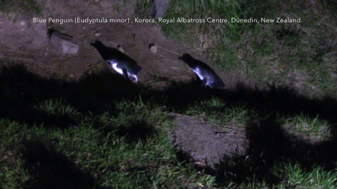 Little Blue Penguins (Eudyptula minor) – Korora (Maori), Royal Albatross Centre, Dunedin, New Zealand [Video] (0:56)