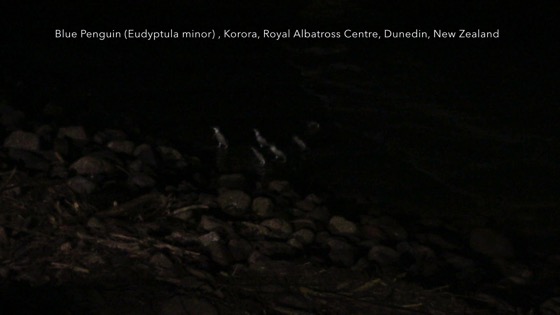 Little Blue Penguins 3 (Eudyptula minor) – Korora (Maori), Royal Albatross Centre, Dunedin, New Zealand [Video] (1:18)