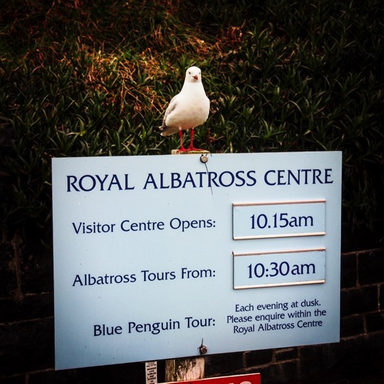 NOT an Albatross…via Instagram