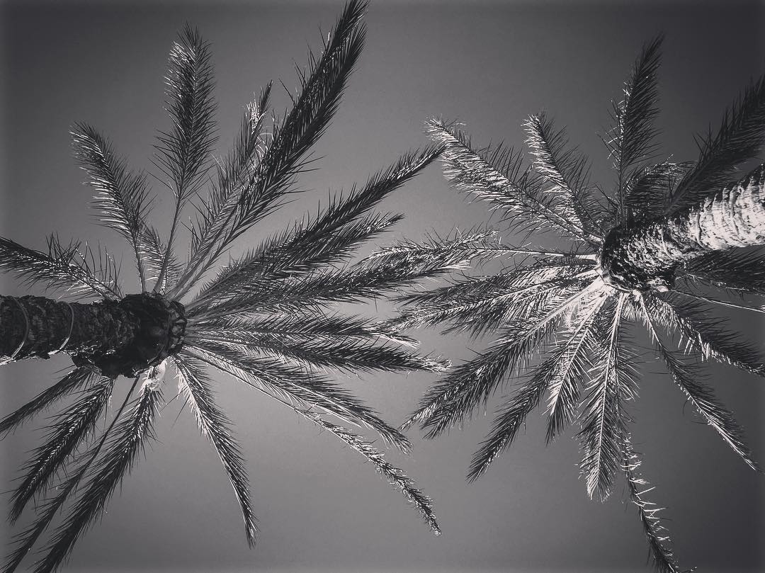 My Los Angeles 15 – Palm Trees via Instagram