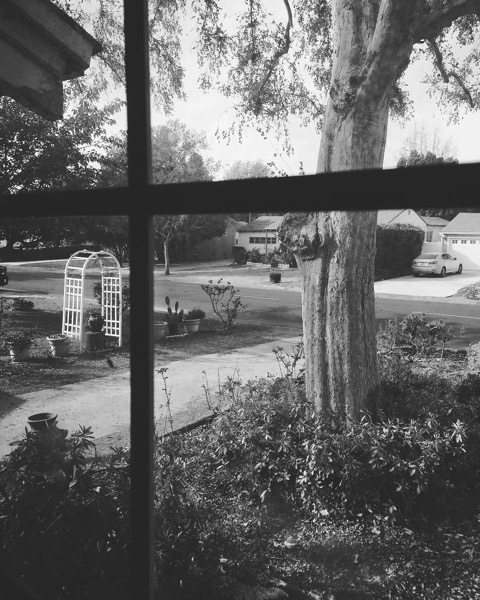 My Los Angeles 7 – The Front Garden and Neighborhood via Instagram