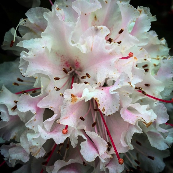 Rhododendron at University of Otago via Instagram