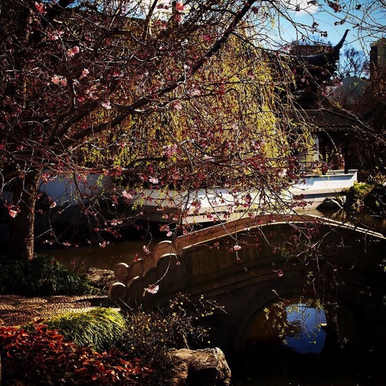 Bridge, Dunedin Chinese Garden via Instagram
