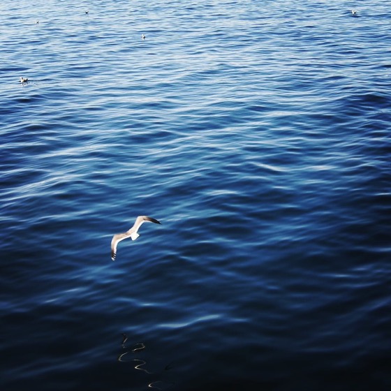 Gull on the wing via Instagram