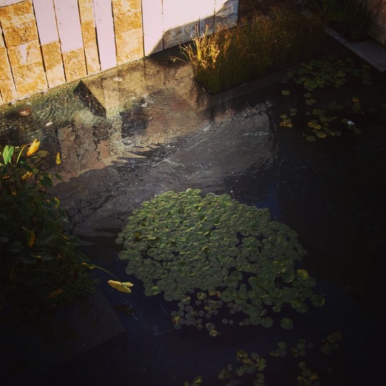 Lily pad pond via Instagram