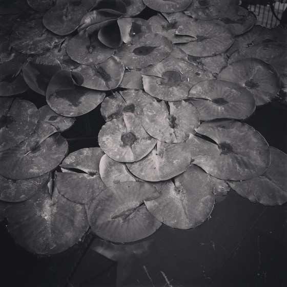 Water lilies at the Getty Villa via Instagram