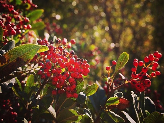 Toyon Berries On Santa Cruz Island via Instagram