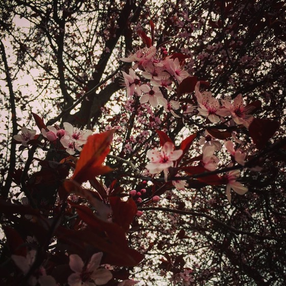Trees in Bloom as Spring Approaches, Dunedin, New Zealand via Instagram