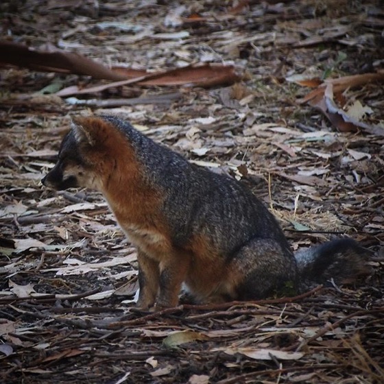 Channel Island Fox (Urocyon littoralis), Santa Cruz Island via My Instagram