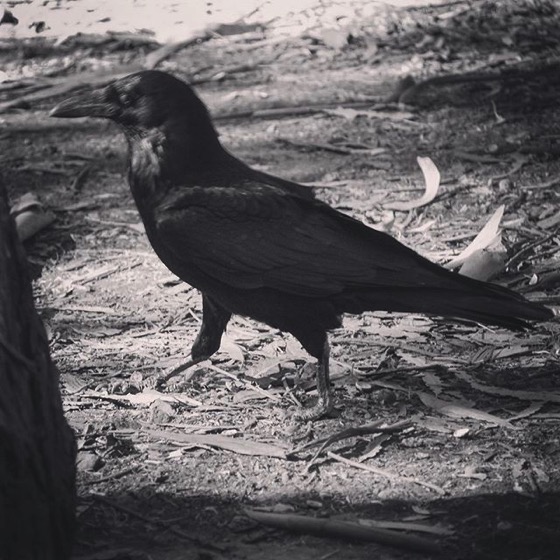 Raven Walk via Instagram