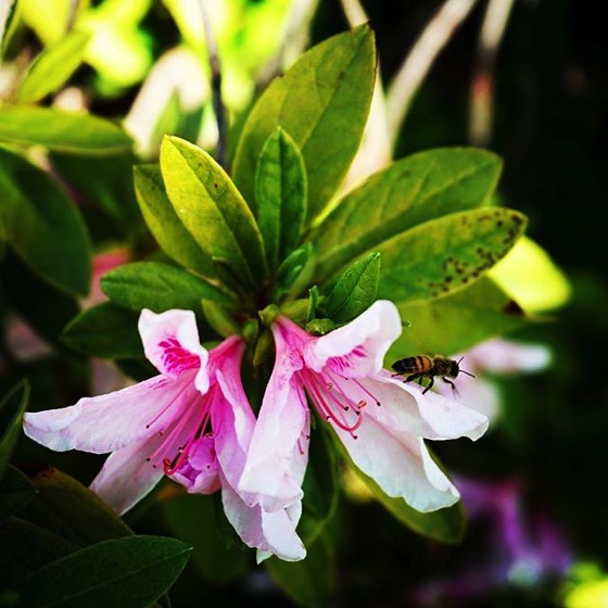 Bee on azalea via My Instagram – Follow me there for even more photos!