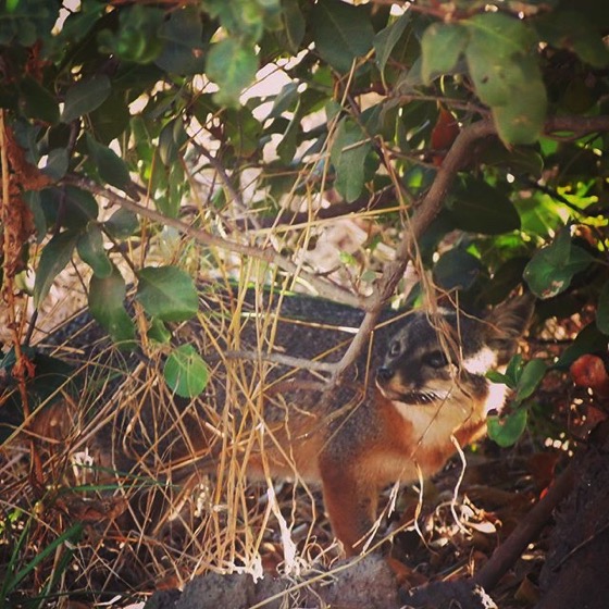 Such camouflage, Channel Island Fox (Urocyon littoralis), Santa Cruz Island via My Instagram