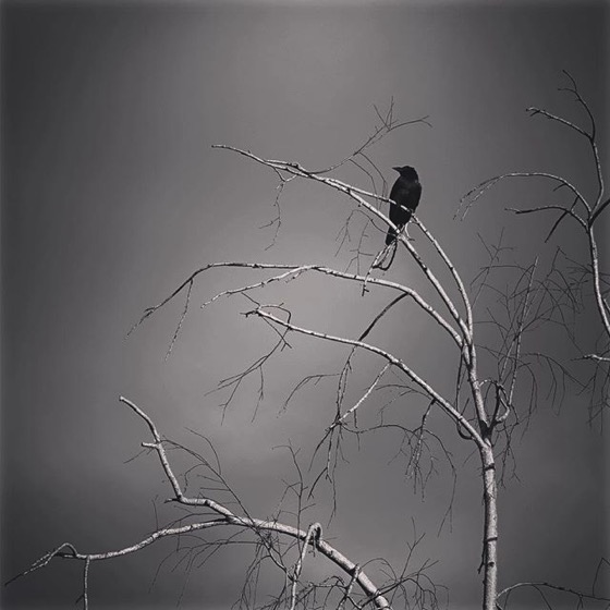 Lone Sentinel from My Instagram