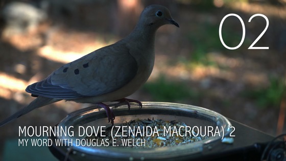 Mourning Dove (Zenaida macroura) Up Close – 2 in a series from My Word [Video] (1:05)