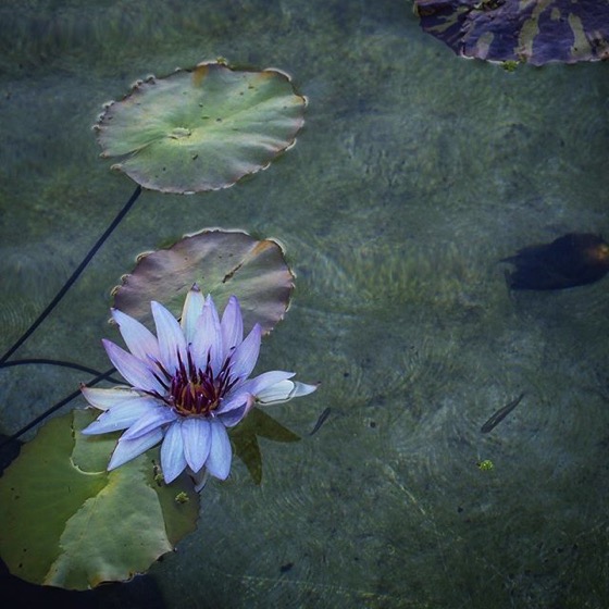 Water Lily via My Instagram