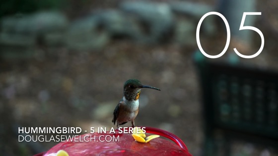 Hummingbirds at the feeder in 4k – 5 in a series [Video] (1:13)