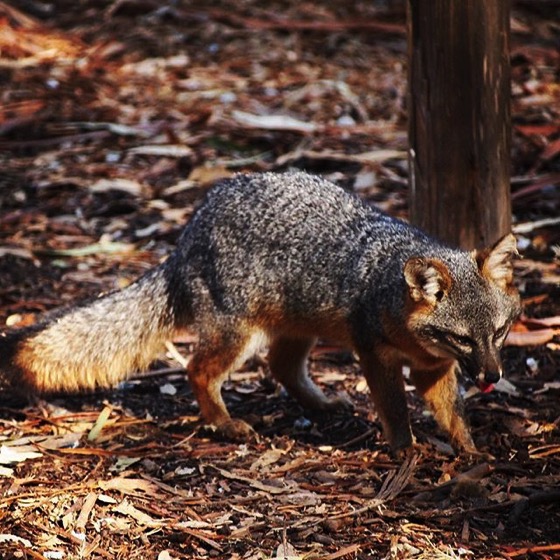 Channel Island Fox (Urocyon littoralis), Santa Cruz Island via My Instagram