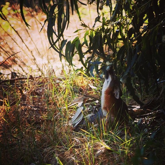 Channel Island Fox licking nectar from eucalyptus flowers via My Instagram