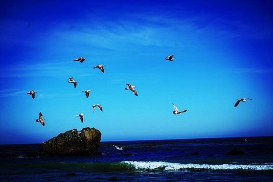 Gulls in Flight via My Instagram