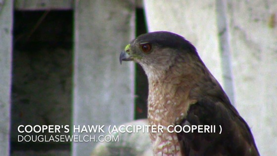 Cooper’s Hawk (Accipiter cooperii), Van Nuys, CA, July 5, 2018 [Video] (1:00)