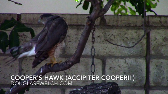 Cooper’s Hawk (Accipiter cooperii), Van Nuys, CA, July 5, 2018 – 3 in a series [Video] (1:00)