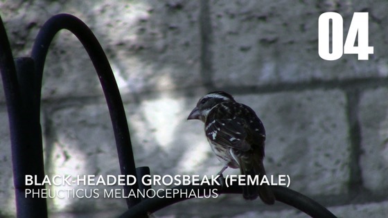 Female Black-Headed Grosbeak (Pheucticus melanocephalus) – 4 in a series [Video] (1:00)