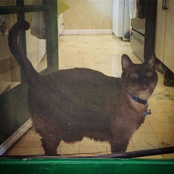 Kitty waiting at the door via Instagram