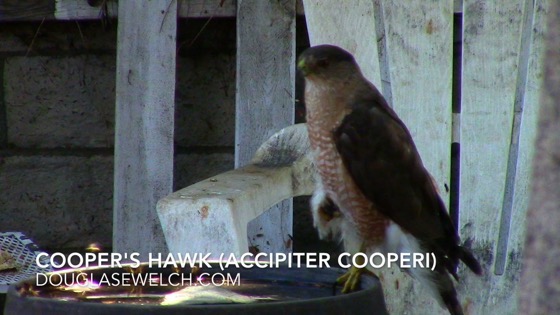 Cooper’s Hawk (Accipiter cooperii), Van Nuys, CA, July 8, 2018 – 1 in a series