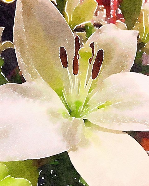 Watercolor Lily via My Instagram