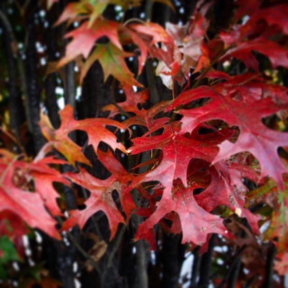 Red leaves in Autumn via Instagram