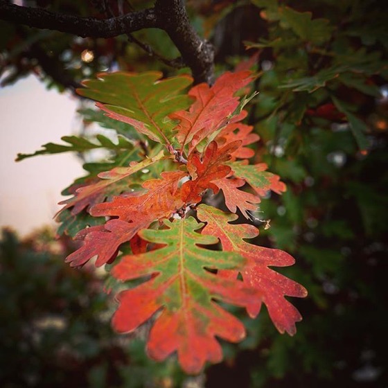 Red edges on Autumn Oak Leaves via Instagram