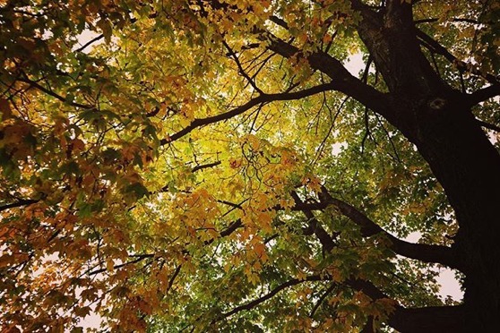 Golden Autumn Leaves via Instagram