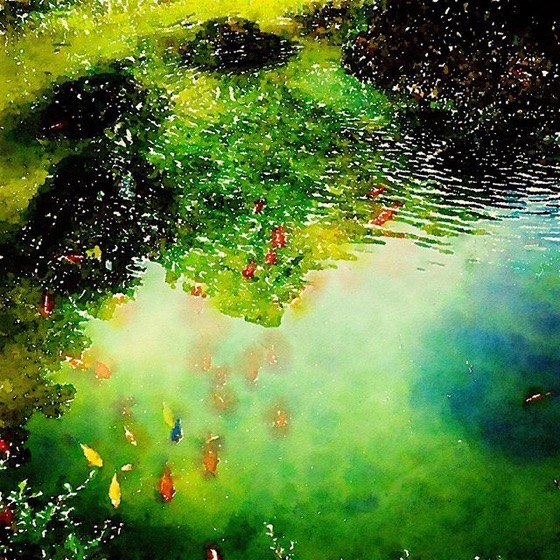 Fish Pond, Villa Reale di Monza, Italy via Instagram